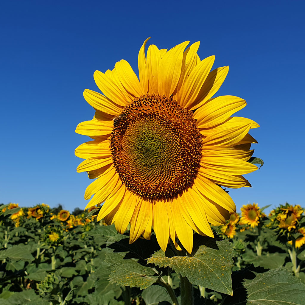 Direct funeral sunflower